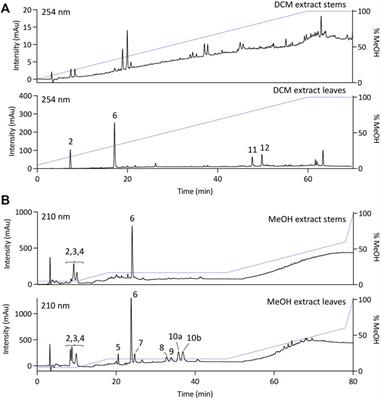 Phytochemical study of Alzatea verticillata, the sole species belonging to the Alzateaceae family